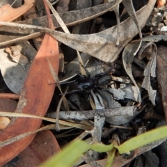 Zodariidae sp. (family) (Unidentified Ant spider or Spotted ground spider) at Belconnen, ACT - 14 Mar 2018 by CathB