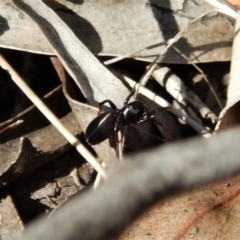 Zodariidae (family) at Belconnen, ACT - 14 Mar 2018