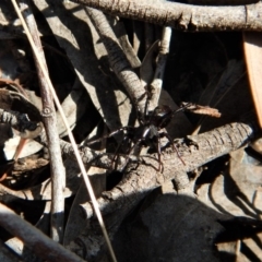 Zodariidae (family) at Belconnen, ACT - 14 Mar 2018