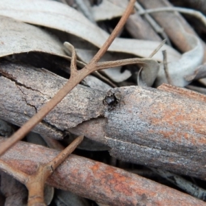 Salticidae (family) at Belconnen, ACT - 14 Mar 2018 12:19 PM