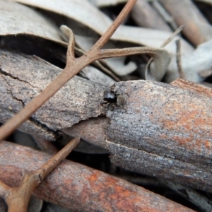 Salticidae (family) at Belconnen, ACT - 14 Mar 2018