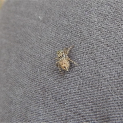 Servaea sp. (genus) (Unidentified Servaea jumping spider) at Belconnen, ACT - 14 Mar 2018 by CathB