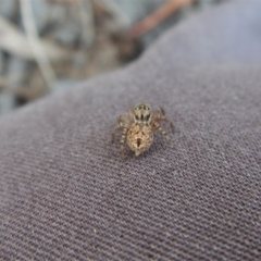 Servaea sp. (genus) at Mount Painter - 14 Mar 2018