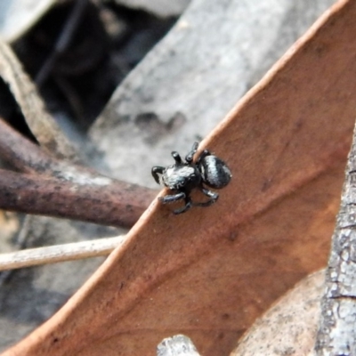 Salpesia (genus) (Salpesia Jumping Spider) at Belconnen, ACT - 14 Mar 2018 by CathB