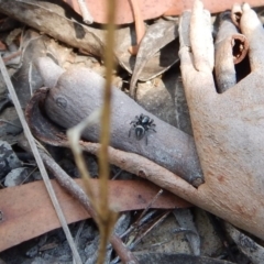 Salpesia sp. (genus) at Belconnen, ACT - 14 Mar 2018