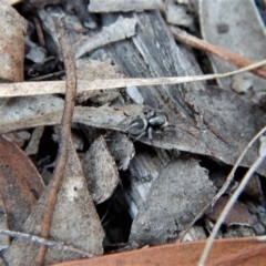 Salpesia sp. (genus) at Belconnen, ACT - 14 Mar 2018