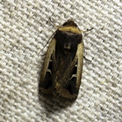 Proteuxoa tortisigna (Streaked Rictonis Moth) at O'Connor, ACT - 17 Mar 2018 by ibaird