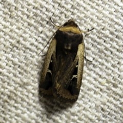 Proteuxoa tortisigna (Streaked Rictonis Moth) at O'Connor, ACT - 17 Mar 2018 by ibaird