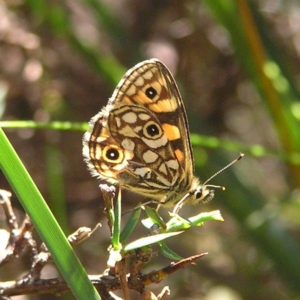 Oreixenica lathoniella at Cotter River, ACT - 12 Mar 2018