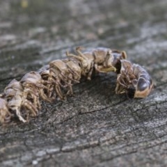 Diplopoda (class) (Unidentified millipede) at Fyshwick, ACT - 16 Mar 2018 by Alison Milton