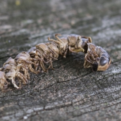 Diplopoda (class) (Unidentified millipede) at Fyshwick, ACT - 16 Mar 2018 by AlisonMilton