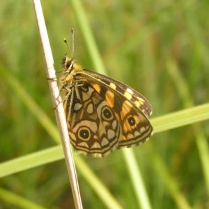 Oreixenica lathoniella at Rendezvous Creek, ACT - 12 Mar 2018