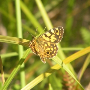 Oreixenica lathoniella at Rendezvous Creek, ACT - 12 Mar 2018