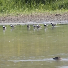 Erythrogonys cinctus (Red-kneed Dotterel) at Fyshwick, ACT - 16 Mar 2018 by Alison Milton