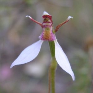 Eriochilus cucullatus at Kambah, ACT - suppressed