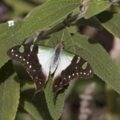 Graphium macleayanum (Macleay's Swallowtail) at Acton, ACT - 16 Mar 2018 by AlisonMilton