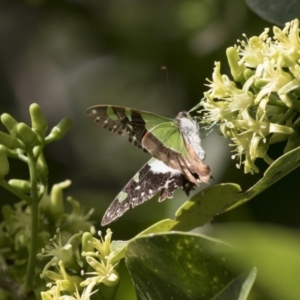 Graphium macleayanum at Acton, ACT - 16 Mar 2018