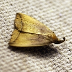 Simplicia armatalis (Crescent Moth) at O'Connor, ACT - 17 Mar 2018 by ibaird