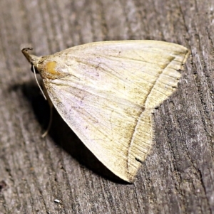 Simplicia armatalis at O'Connor, ACT - 17 Mar 2018 10:01 PM