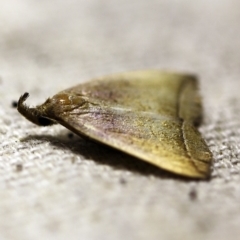 Simplicia armatalis at O'Connor, ACT - 17 Mar 2018 10:01 PM