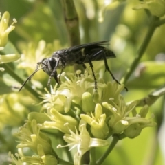 Sphecidae or Crabronidae (families) (Unidentified sand wasp) at ANBG - 16 Mar 2018 by Alison Milton