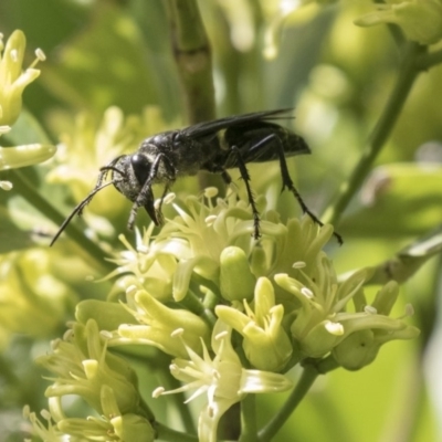 Sphecidae or Crabronidae (families) (Unidentified sand wasp) at Acton, ACT - 16 Mar 2018 by Alison Milton