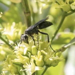 Sphecidae or Crabronidae (families) at Acton, ACT - 16 Mar 2018