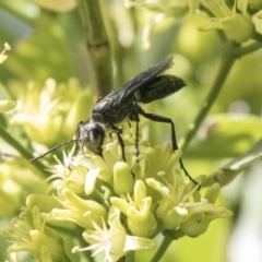 Sphecidae or Crabronidae (families) at Acton, ACT - 16 Mar 2018