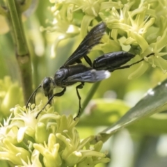 Sphecidae or Crabronidae (families) at Acton, ACT - 16 Mar 2018