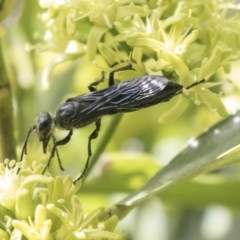 Sphecidae or Crabronidae (families) at Acton, ACT - 16 Mar 2018