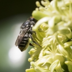 Megachile (Eutricharaea) maculariformis (Gold-tipped leafcutter bee) at Acton, ACT - 16 Mar 2018 by AlisonMilton