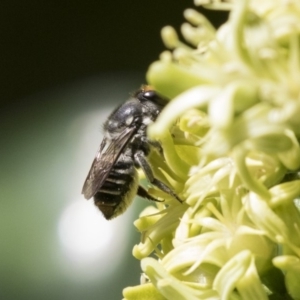 Megachile (Eutricharaea) maculariformis at Acton, ACT - 16 Mar 2018 10:53 AM