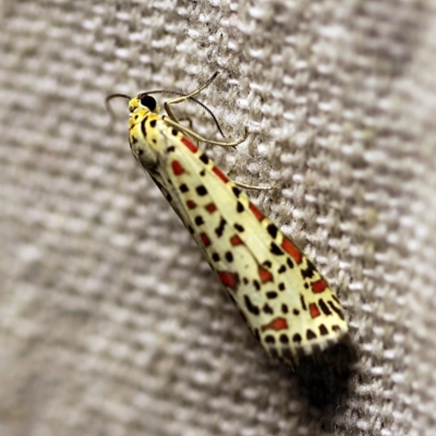 Utetheisa pulchelloides (Heliotrope Moth) at O'Connor, ACT - 17 Mar 2018 by ibaird