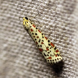 Utetheisa pulchelloides at O'Connor, ACT - 17 Mar 2018