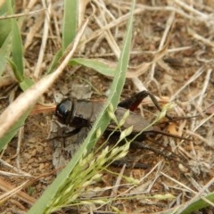 Teleogryllus commodus (Black Field Cricket) at Mount Painter - 14 Mar 2018 by CathB