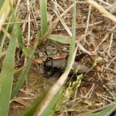 Teleogryllus commodus at Belconnen, ACT - 14 Mar 2018