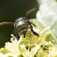 Xylocopa (Lestis) aerata (Golden-Green Carpenter Bee) at ANBG - 15 Mar 2018 by AlisonMilton
