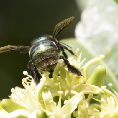 Xylocopa (Lestis) aerata (Golden-Green Carpenter Bee) at Acton, ACT - 15 Mar 2018 by Alison Milton