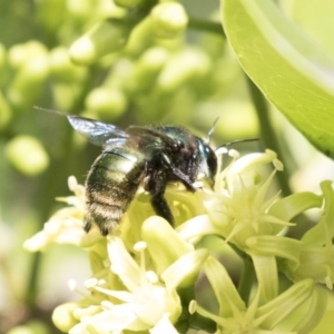 Xylocopa (Lestis) aerata at Acton, ACT - 16 Mar 2018