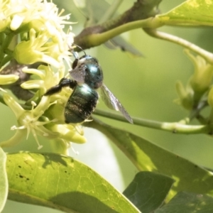 Xylocopa (Lestis) aerata at Acton, ACT - 16 Mar 2018 10:42 AM