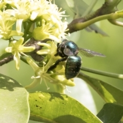 Xylocopa (Lestis) aerata at Acton, ACT - 16 Mar 2018 10:42 AM