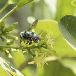 Xylocopa (Lestis) aerata at Acton, ACT - 16 Mar 2018