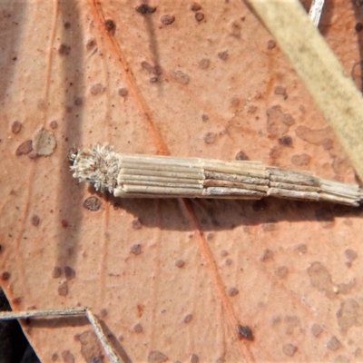 Lepidoscia arctiella (Tower Case Moth) at Mount Painter - 14 Mar 2018 by CathB