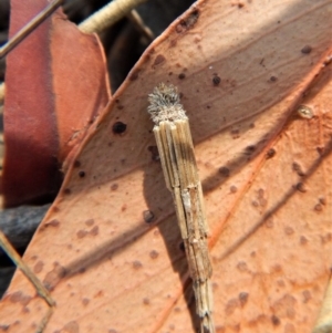 Lepidoscia arctiella at Belconnen, ACT - 14 Mar 2018