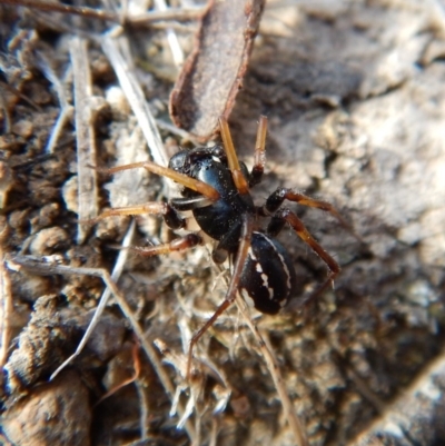 Zodariidae (family) (Ant spider or Spotted ground spider) at Belconnen, ACT - 15 Mar 2018 by CathB