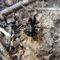 Zodariidae (family) at Belconnen, ACT - 15 Mar 2018 06:18 PM