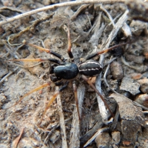 Zodariidae (family) at Belconnen, ACT - 15 Mar 2018 06:18 PM