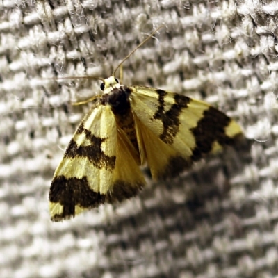 Thallarcha partita (Dark-banded Footman) at O'Connor, ACT - 17 Mar 2018 by ibaird