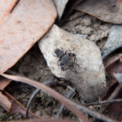 Calperum ottei (A recently described pygmy cricket) at Cook, ACT - 13 Mar 2018 by CathB
