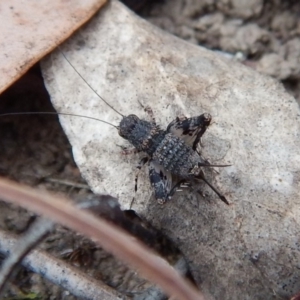 Calperum ottei at Cook, ACT - 14 Mar 2018 07:55 AM